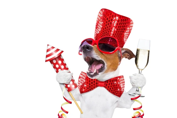 Celebration Dog